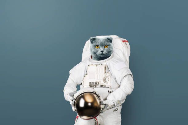 digitally edited photo of cat in a spacesuit